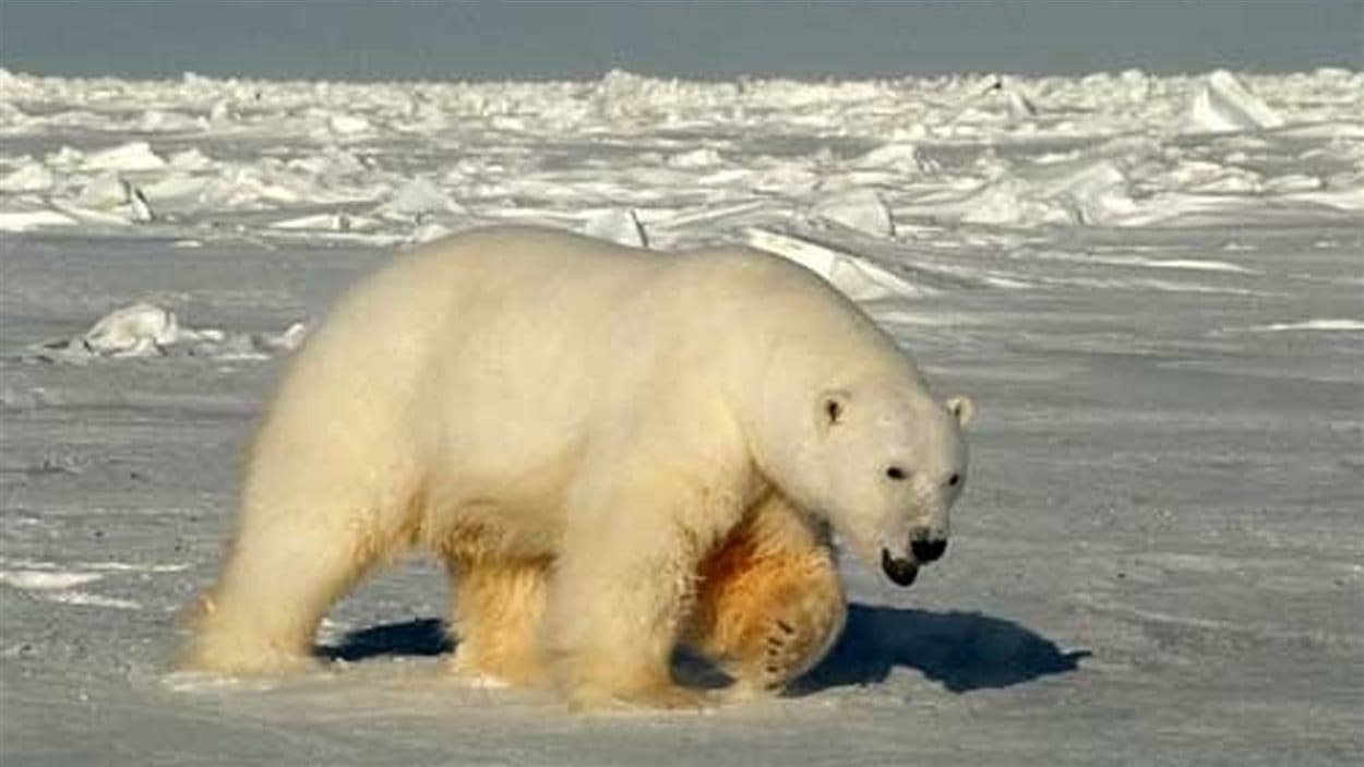 Que Cache L Ours Polaire Sur La Plage Pix Esam Solidarity