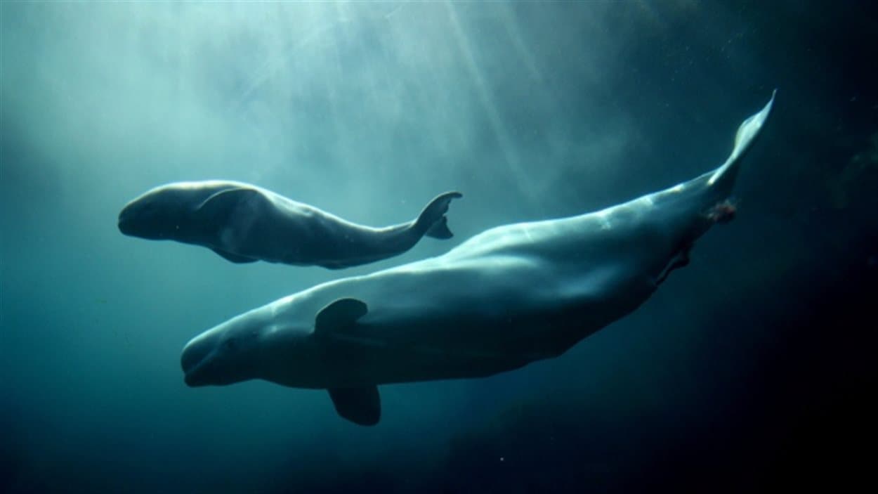 Aurora, une femelle béluga de 20 ans, nage avec son veau à l'aquarium de Vancouver. Photo prise en 2009. Aurora, une femelle béluga de 20 ans, nage avec son veau à l'aquarium de Vancouver. Photo prise en 2009.