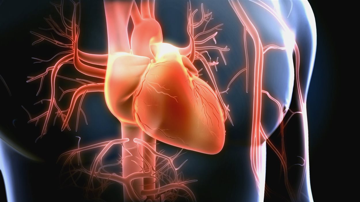 Infographie de coeur et de ses artères et vaisseaux Infographie de coeur et de ses artères et vaisseaux