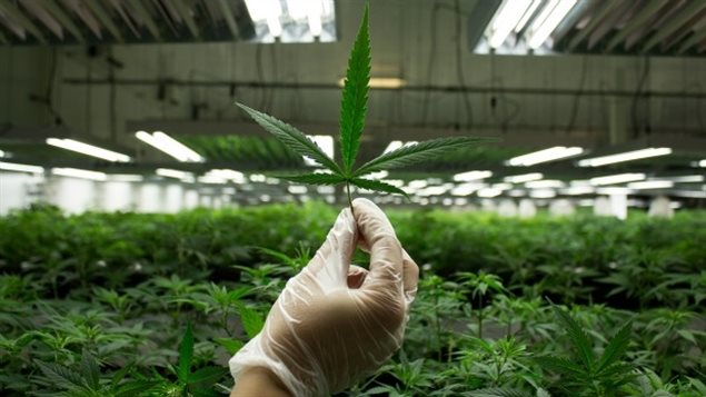 Marijuana thérapeutique et publicité : Des mesures musclées sont prises par Santé Canada Marijuana thérapeutique et publicité : Des mesures musclées sont prises par Santé Canada