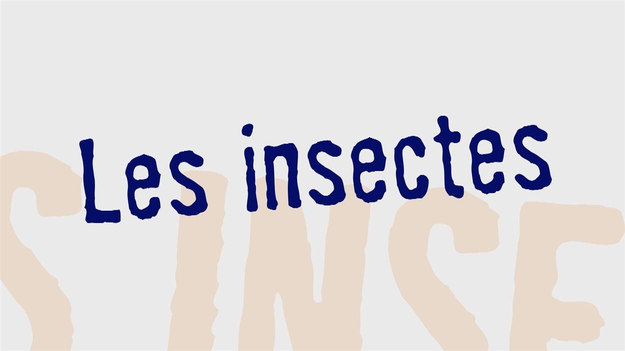 Les insectes 
