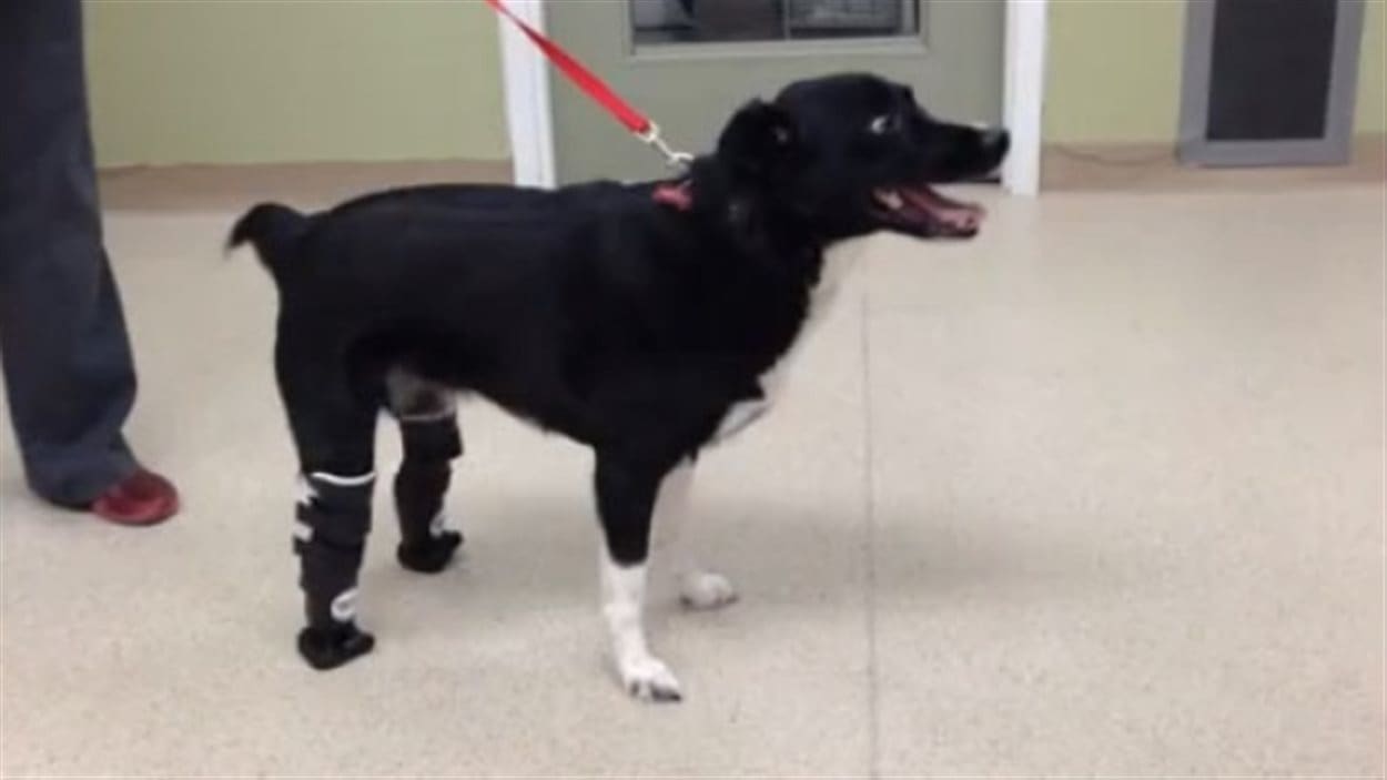 Un chien de retour sur quatre pattes grâce à des prothèses Un chien de retour sur quatre pattes grâce à des prothèses