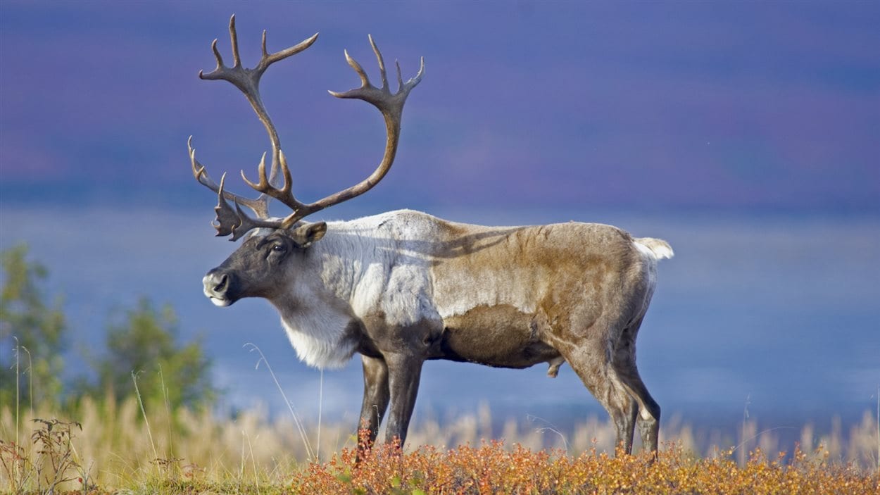 quoi-faire-de-plus-pour-pr-server-le-caribou-des-bois-ici-radio