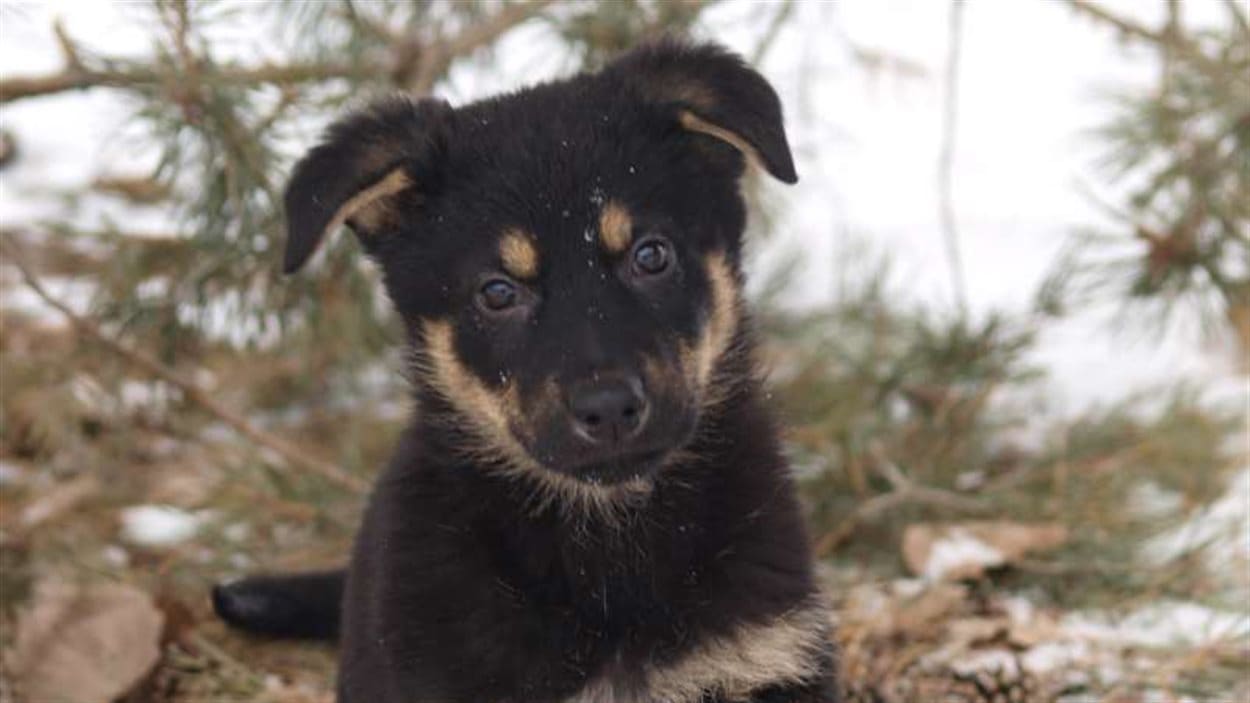 Dix recrues canines de la GRC à la recherche d'un nom en Dix recrues canines de la GRC à la recherche d'un nom en