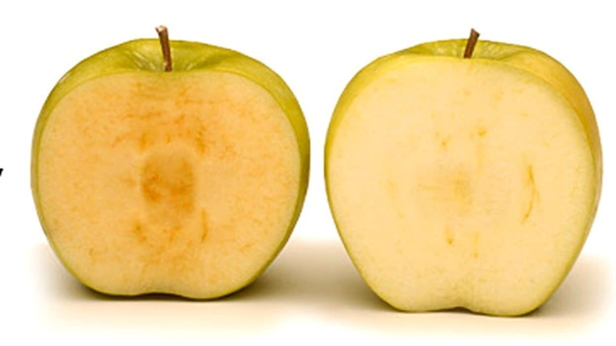 La pomme Arctique, modifiée génétiquement, à droite, ne brunit pas comme la pomme conventionelle de gauche La pomme Arctique, modifiée génétiquement, à droite, ne brunit pas comme la pomme conventionelle de gauche