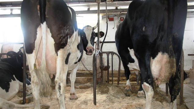 La production d’un litre de lait coute actuellement 5% plus cher aux fermiers du Nouveau-Brunswick, qu’à ceux des provinces productrices de céréales La production d’un litre de lait coute actuellement 5% plus cher aux fermiers du Nouveau-Brunswick, qu’à ceux des provinces productrices de céréales