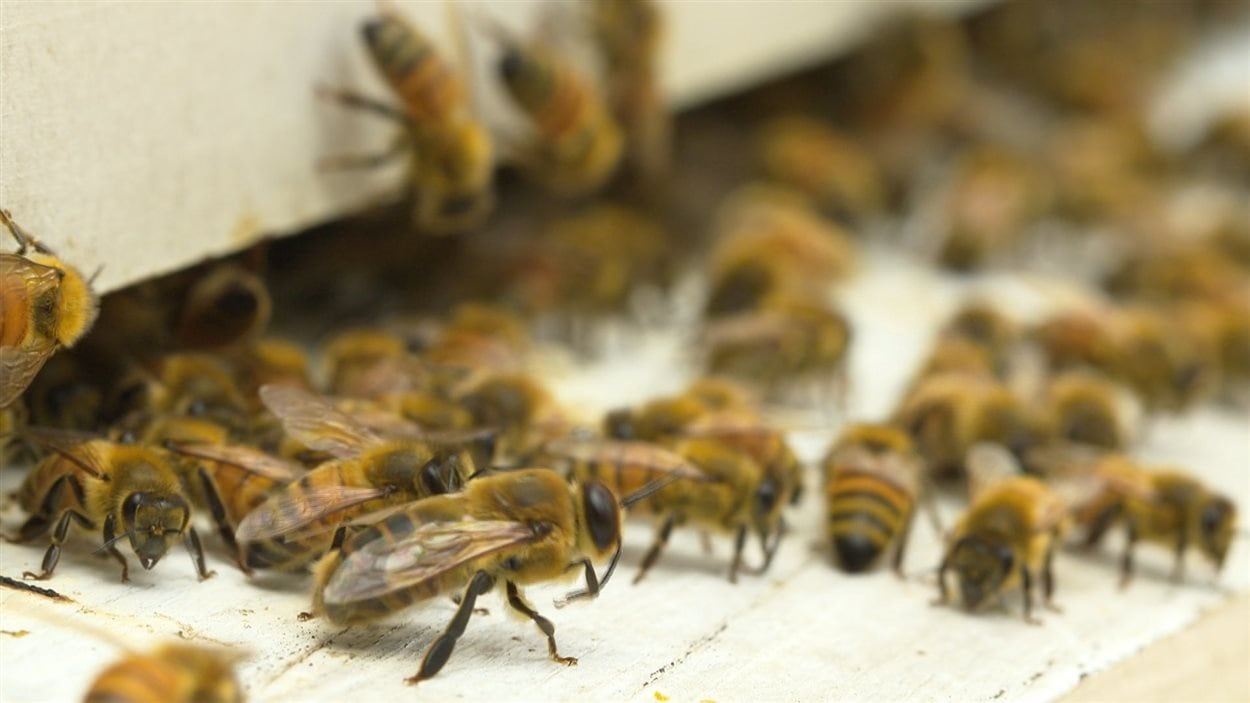 Ruche d'abeilles Ruche d'abeilles