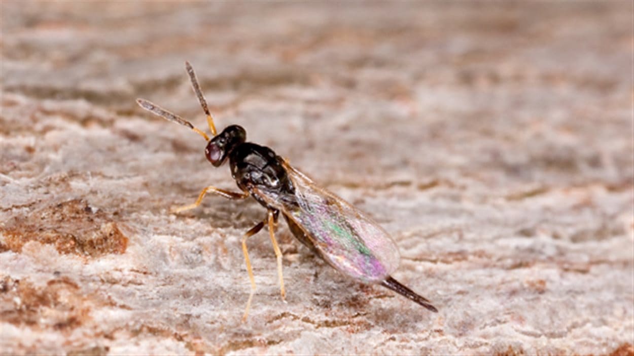 La guêpe Tetrastichus Planipennisi a été introduite dans le Parc de la Gatineau pour lutter contre l'agrile du frêne. La guêpe Tetrastichus Planipennisi a été introduite dans le Parc de la Gatineau pour lutter contre l'agrile du frêne.
