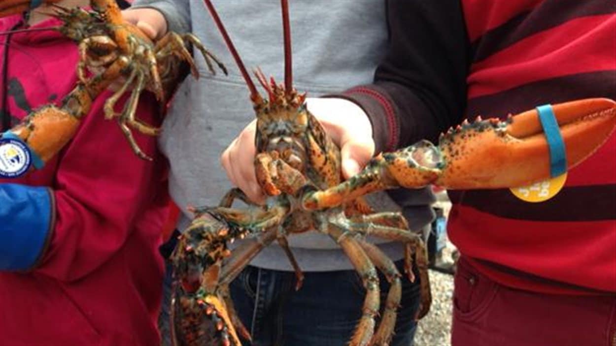 Les pêcheurs de homard de la Gaspésie devraient recevoir 7$ la livre jusqu'à jeudi. Les pêcheurs de homard de la Gaspésie devraient recevoir 7$ la livre jusqu'à jeudi.
