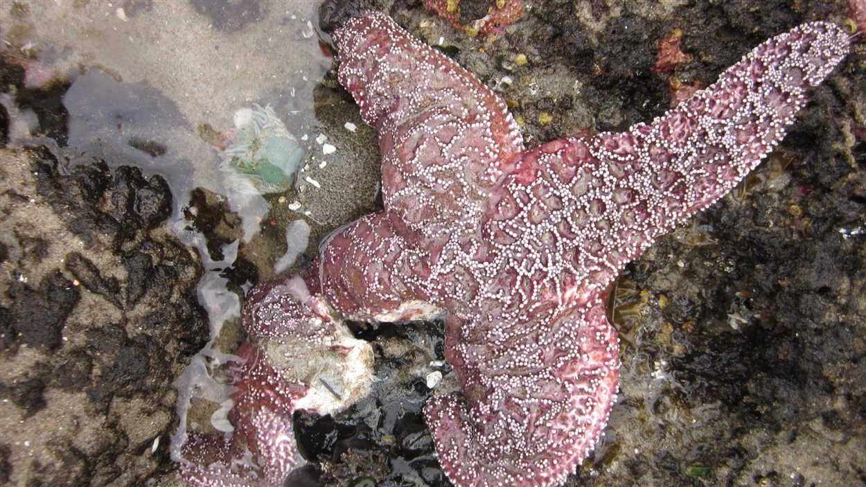 Une étoile de mer Une étoile de mer