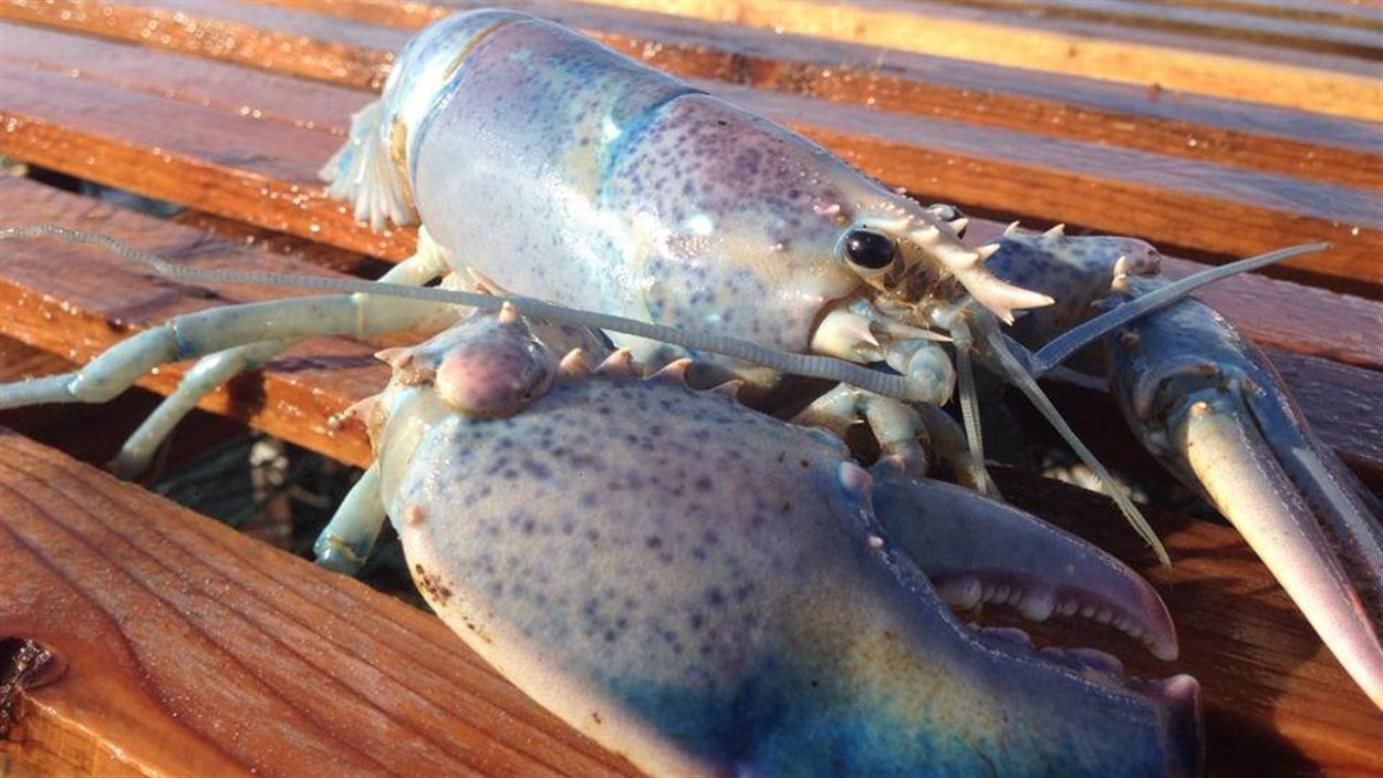 Un homard albinos Un homard albinos