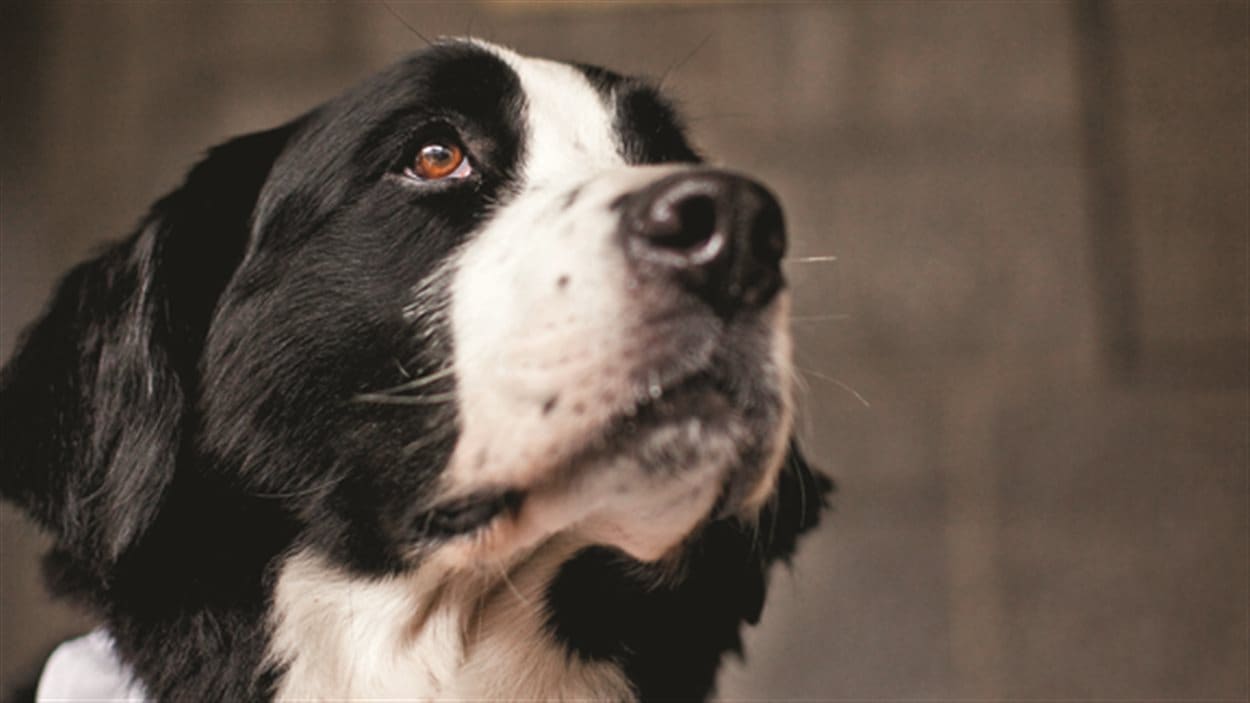 Le chien Santol est mort la semaine dernière. Le chien Santol est mort la semaine dernière.