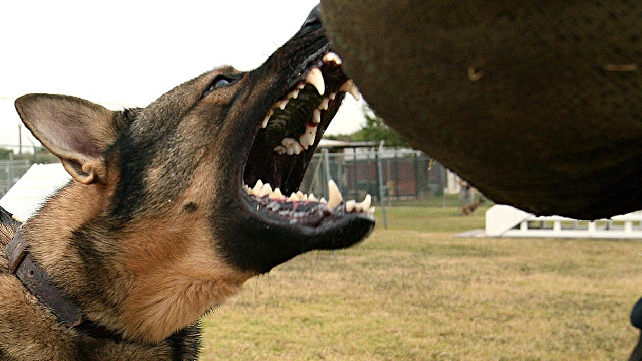 Des accusations port es apr s une attaque de chien  contre 