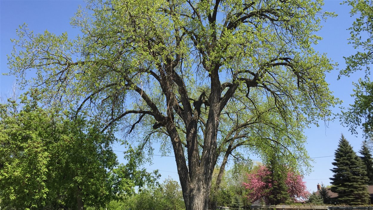 Le Manitoba désigne officiellement 3 « arbres remarquables » ICI