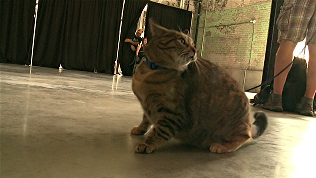 Chat en direct nord