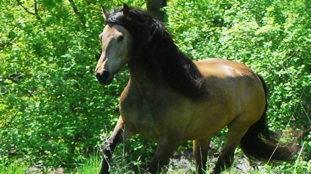 Le cheval canadien : une race pure, un cheval noble | ICI.Radio-Canada.ca