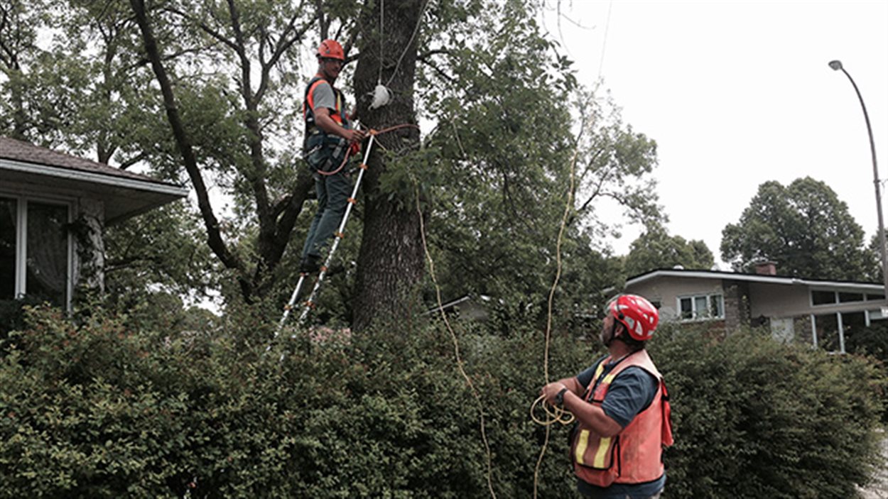 Des chercheurs inspectent les arbres touchés par l'agrile du frêne Des chercheurs inspectent les arbres touchés par l'agrile du frêne