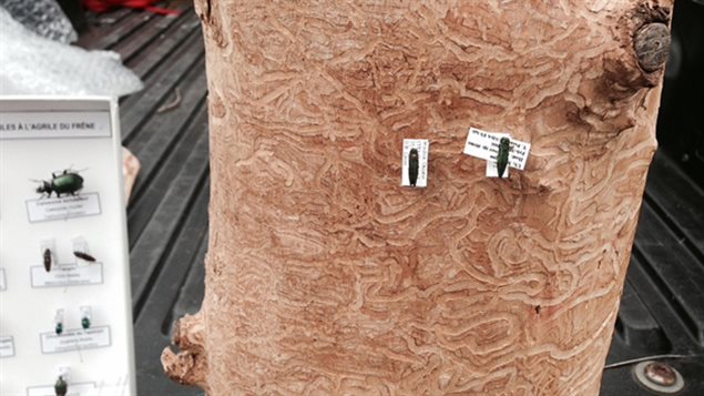 Les marques que laisse l'agrile du frêne sur l'arbre malade Les marques que laisse l'agrile du frêne sur l'arbre malade
