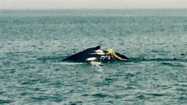 Un rorqual à bosse a de la corde autour de sa nageoire dorsale, dans la baie de Fundy Un rorqual à bosse a de la corde autour de sa nageoire dorsale, dans la baie de Fundy