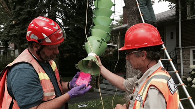Claude Guertin, chercheur de l'INRS-Institut Armand Frappier et Robert Lavallée, chercheur de Ressources naturelles Canada Claude Guertin, chercheur de l'INRS-Institut Armand Frappier et Robert Lavallée, chercheur de Ressources naturelles Canada