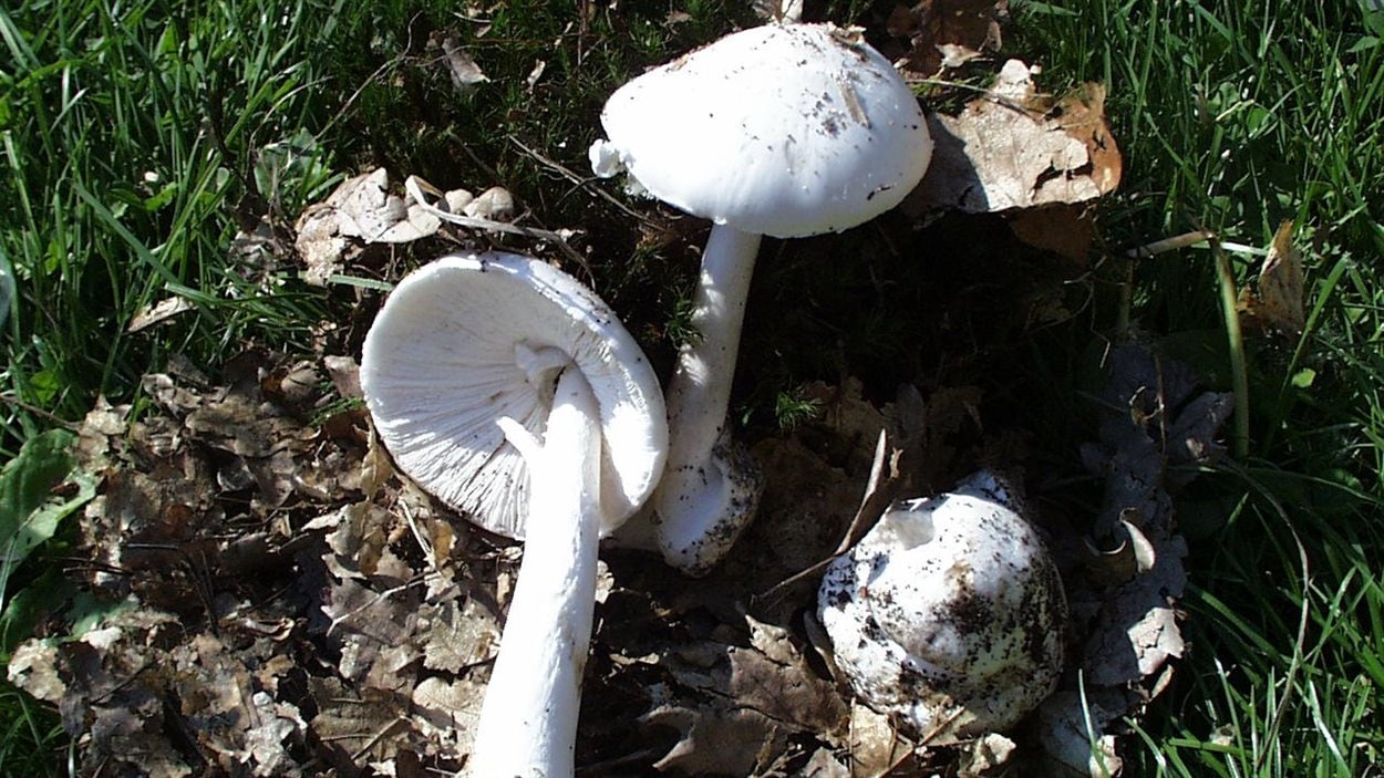 L'amanite vireuse L'amanite vireuse