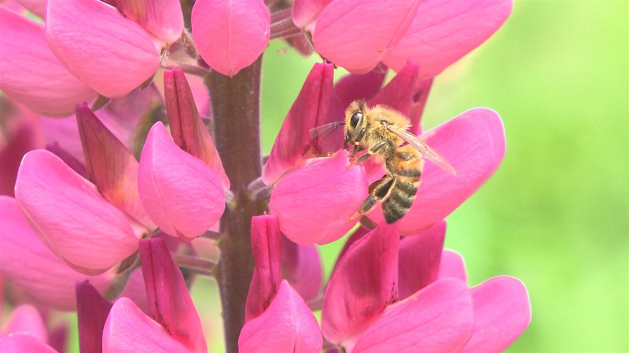 Une abeille butine une fleur Une abeille butine une fleur