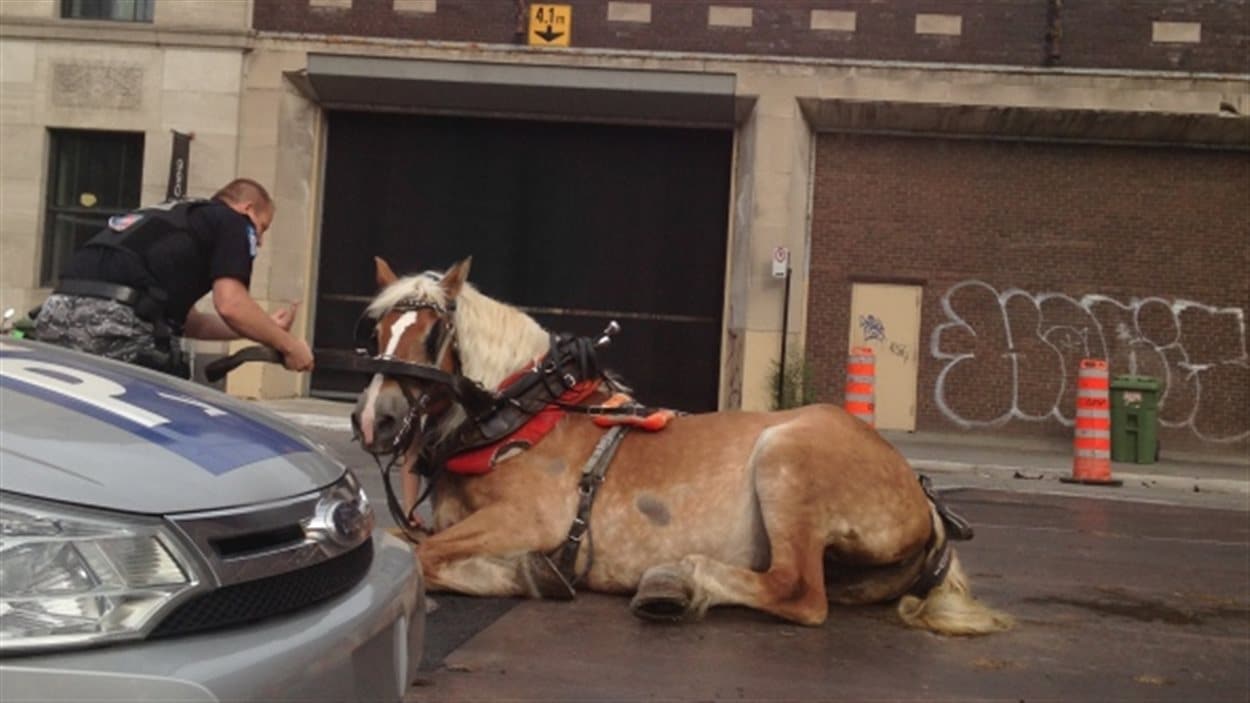 Tara Schulz a photographié un cheval qui peinait à se relever. Tara Schulz a photographié un cheval qui peinait à se relever.