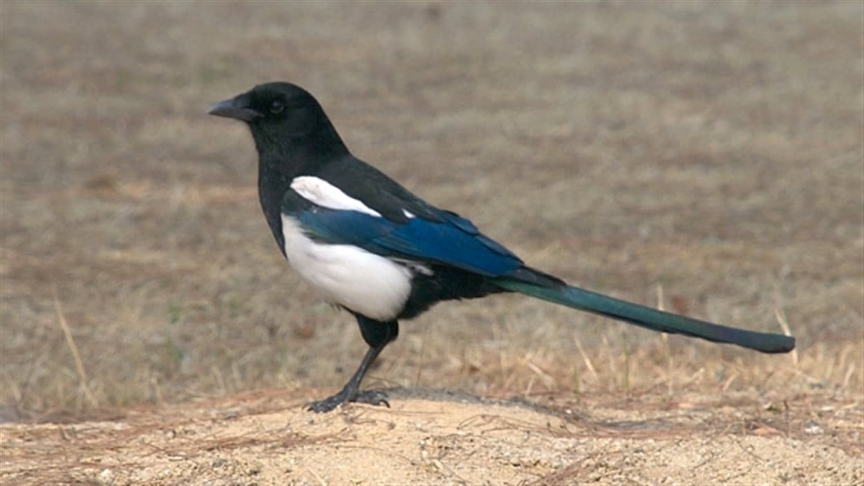 Edmonton, capitale des pies bavardes ICI.RadioCanada.ca