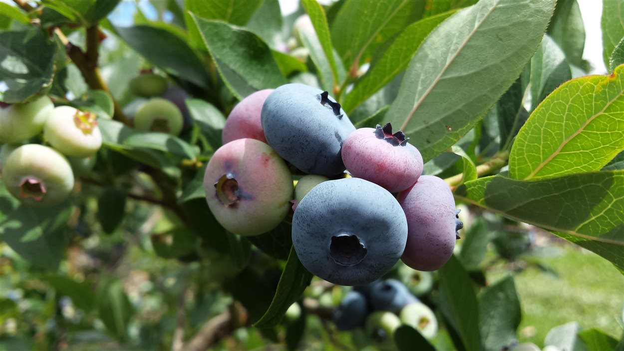 Baisse du prix du bleuet ICI.RadioCanada.ca