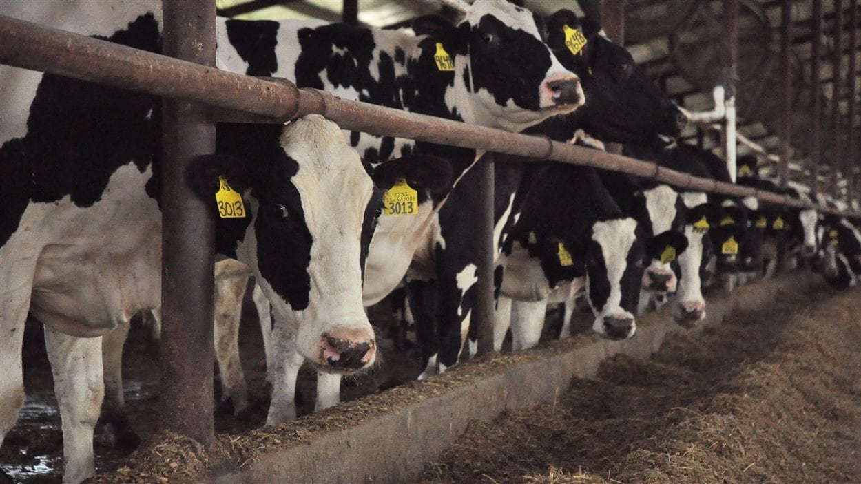Des vaches laitières Des vaches laitières