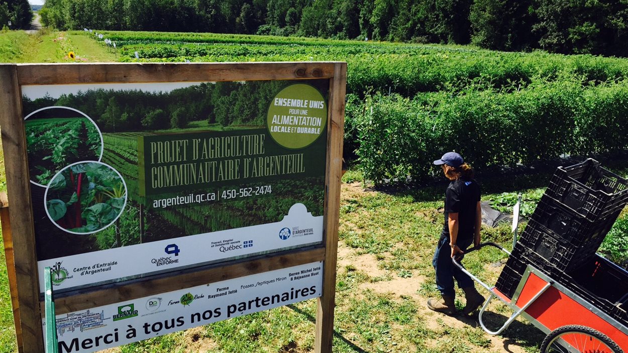 Le projet d'agriculture communautaire d'Argenteuil vient en aide à plus de 2000 personnes. Le projet d'agriculture communautaire d'Argenteuil vient en aide à plus de 2000 personnes.