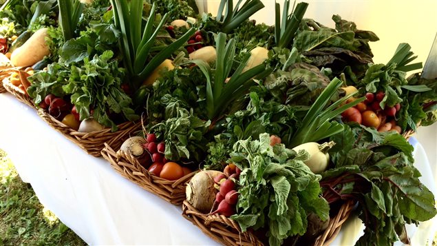 Des légumes frais cueillis dans les jardins du Projet d'agriculture communautaire d'Argenteuil. Des légumes frais cueillis dans les jardins du Projet d'agriculture communautaire d'Argenteuil.