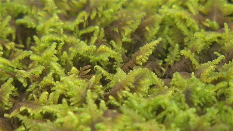 Ptilium crista-castrensis, ou hypne plumeuse, que Suzanne Campeau appelle lit de plume. Ptilium crista-castrensis, ou hypne plumeuse, que Suzanne Campeau appelle lit de plume.