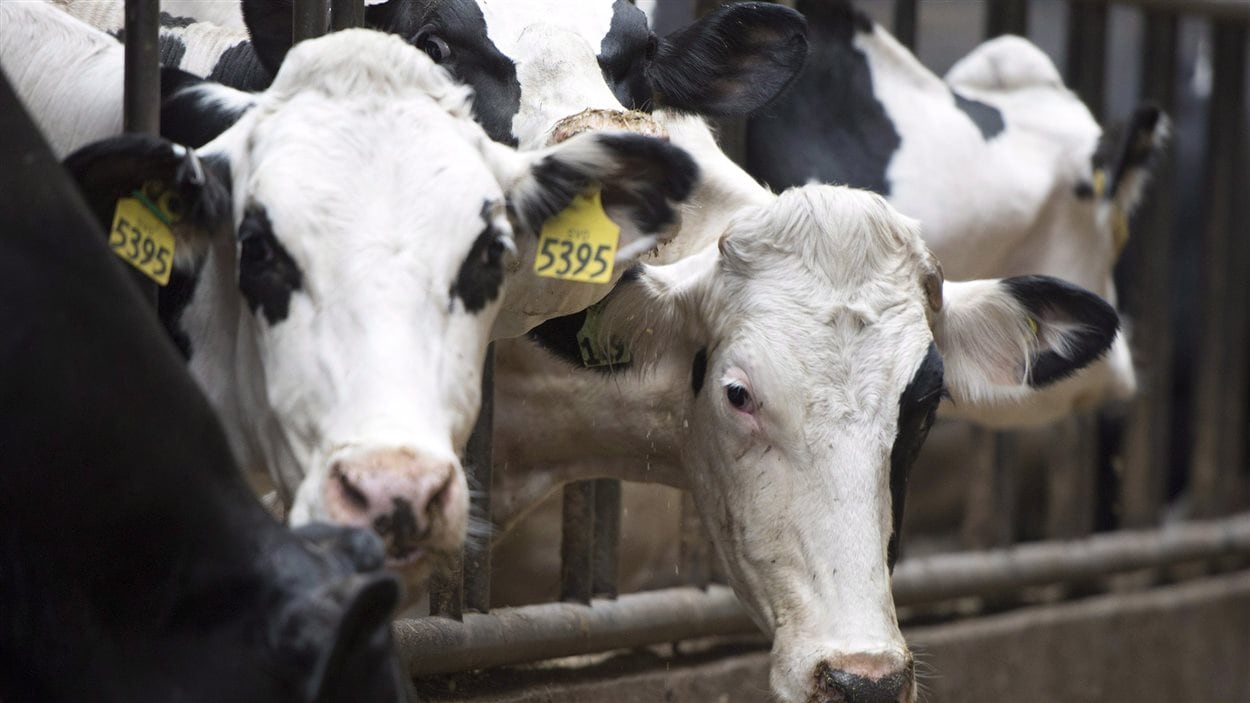 Des vaches dans une ferme laitière Des vaches dans une ferme laitière