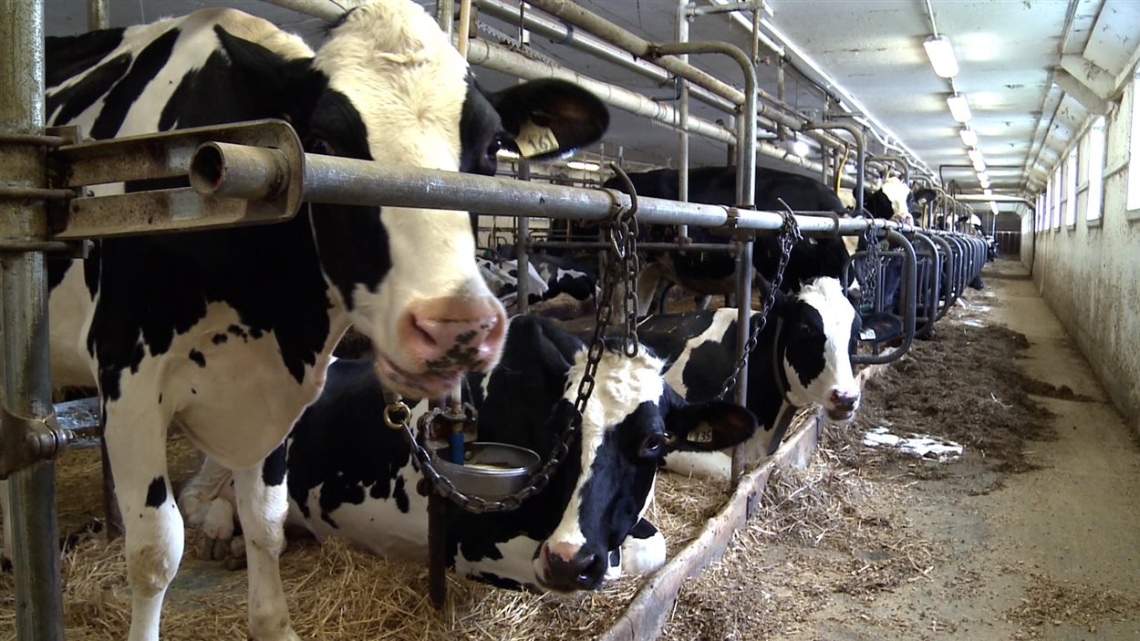 La ferme des Mille-Îles, l'une des deux dernières fermes laitières lavalloises. La ferme des Mille-Îles, l'une des deux dernières fermes laitières lavalloises.