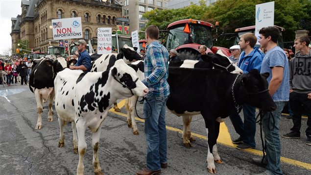 Du bétail a été emmené près du Parlement canadien par des agriculteurs du Québec et de l'Ontario.
