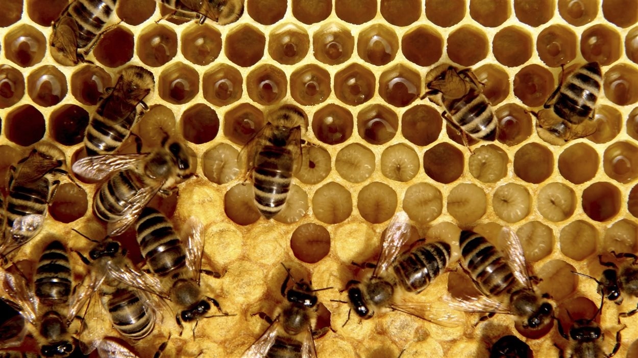 Des abeilles Des abeilles