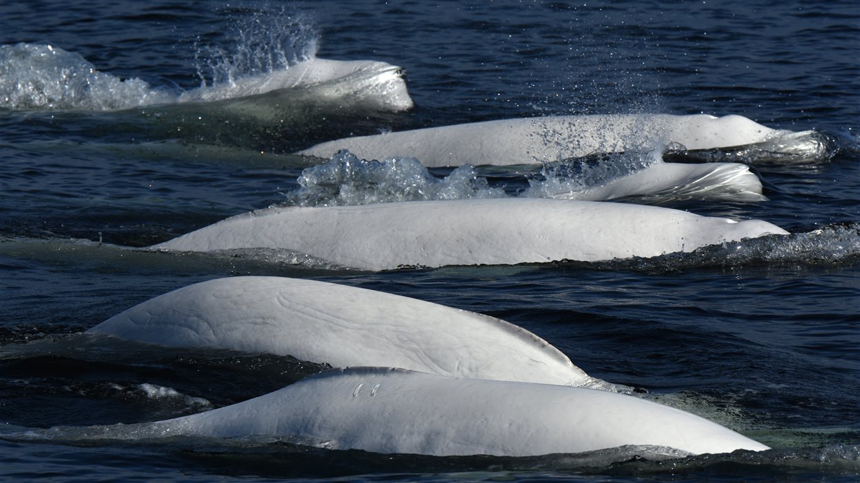 Des bélugas nageant dans le fleuve. Des bélugas nageant dans le fleuve.