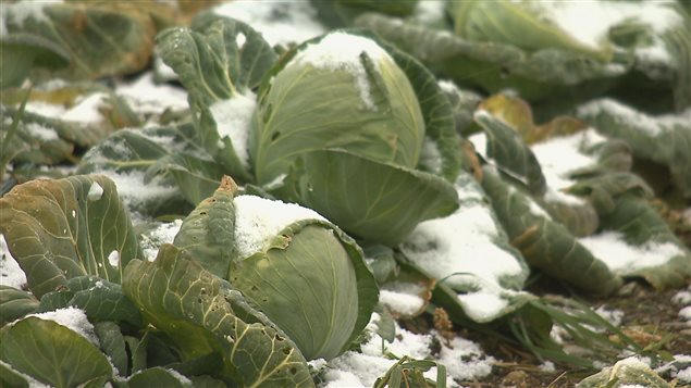 Des bénévoles cueillent des légumes pour la banque alimentaire Moisson-Rimouski-Neigette Des bénévoles cueillent des légumes pour la banque alimentaire Moisson-Rimouski-Neigette