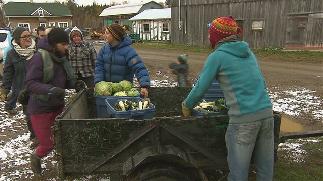 Des bénévoles récoltent des légumes pour la banque alimentaire Moisson-Rimouski-Neigette Des bénévoles récoltent des légumes pour la banque alimentaire Moisson-Rimouski-Neigette