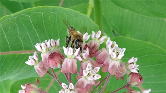 Une abeille butinant une fleur d'asclépiade Une abeille butinant une fleur d'asclépiade