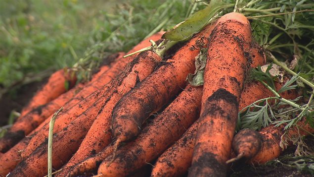 Des carottes Des carottes