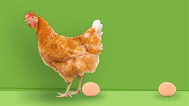 Combien D Année Pond Une Poule Segment | La Semaine Verte | ICI Radio-Canada.ca