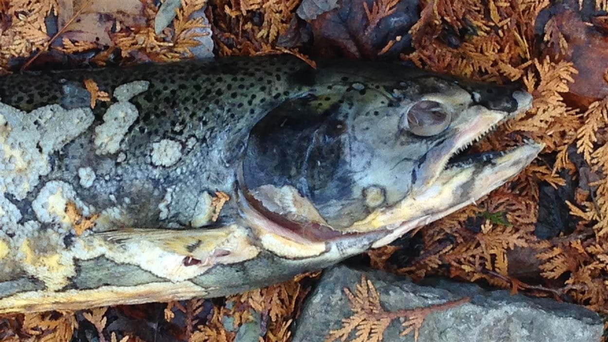 La petite histoire des saumons du Pacifique dans les Grands Lacs ICI