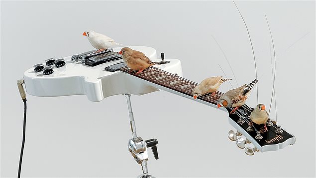 Des oiseaux qui jouent de la guitare au Musée des beaux-arts de Montréal
