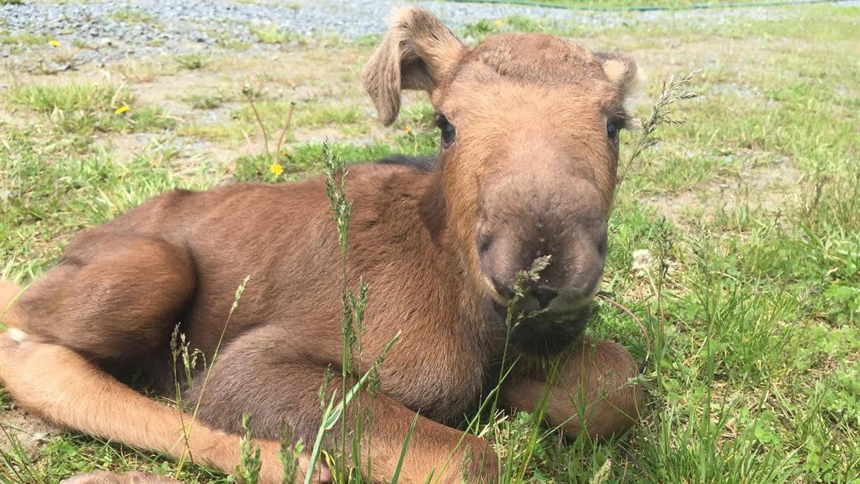 Ella, un bébé orignal de 5 mois. Ella, un bébé orignal de 5 mois.
