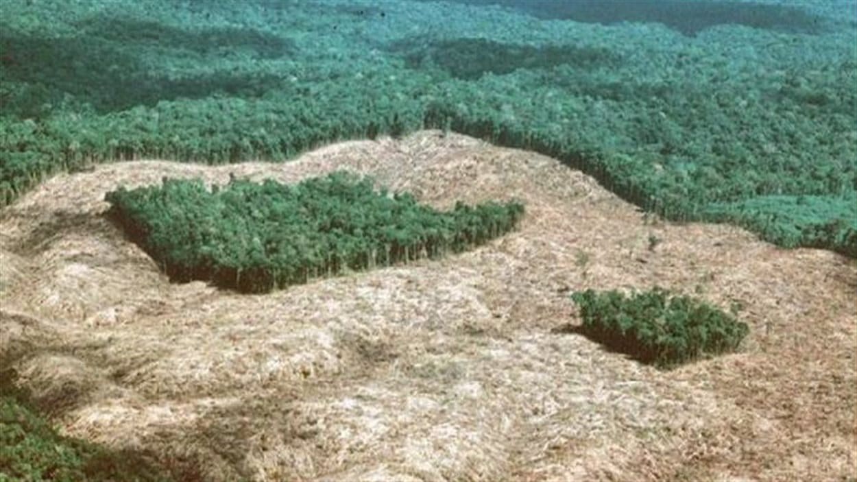 La déforestation de la forêt amazonienne en hausse Paris Climat 2015