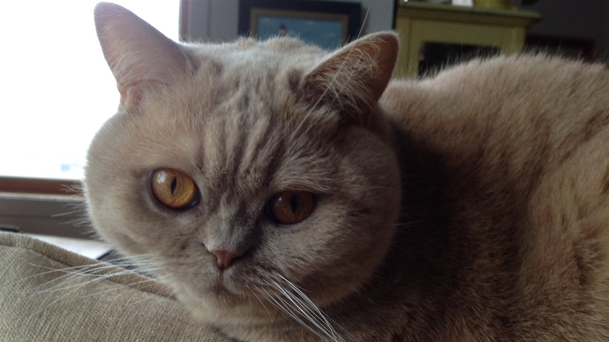Chat de race British Shorthair Chat de race British Shorthair