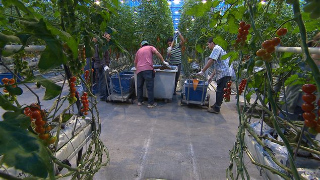 Production de tomates en Mauricie Production de tomates en Mauricie