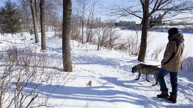Un marcheur profite du sentier aux abords de la rivière Saint-Charles. Un marcheur profite du sentier aux abords de la rivière Saint-Charles.